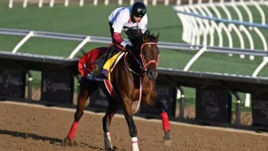 Forever Young will again be in the spotlight as he headlines the nine-horse 2026 Dubai World Cup field on Saturday.